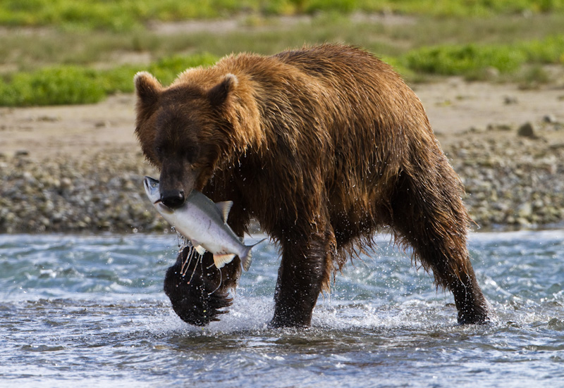 Grizzly Bear With Salmon